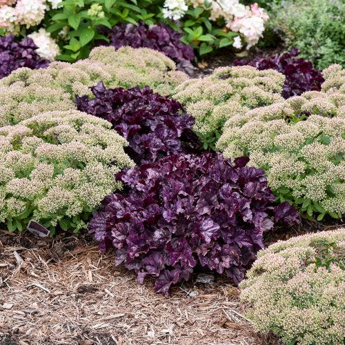 Heuchera 'Wildberry' ~ Dolce® Wildberry Heuchera-ServeScape