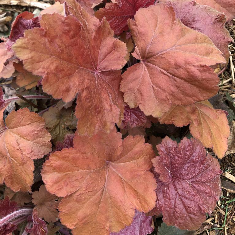 Heuchera 'Southern Comfort' ~ Southern Comfort Coral Bells, Heuchera-ServeScape