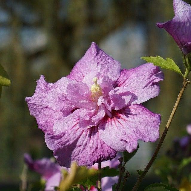 Hibiscus syriacus 'DS01BS' PP26,662 ~ Blueberry Smoothie™ Rose of Sharon-ServeScape