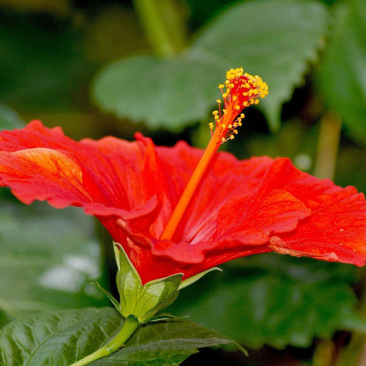 Hibiscus rosa-sinensis ~ Hibiscus Standard, Red-ServeScape