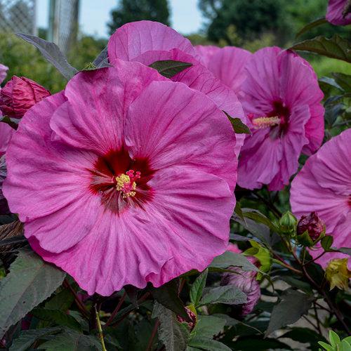 Hibiscus 'Berry Awesome' PP27936 ~ Summerific® Berry Awesome Hibiscus-ServeScape