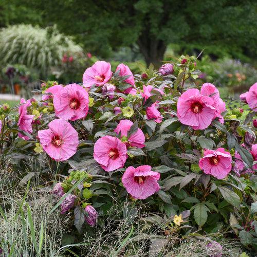Hibiscus 'Berry Awesome' PP27936 ~ Summerific® Berry Awesome Hibiscus-ServeScape