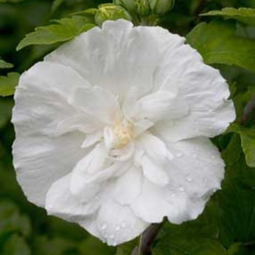 Hibiscus syriacus 'Notwoodtwo' ~ White Chiffon® Rose of Sharon-ServeScape