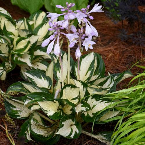 Hosta 'Fire and Ice' ~ Fire and Ice Hosta-ServeScape