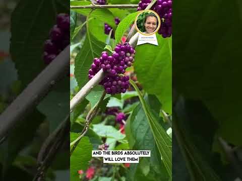 Callicarpa americana ~ American Beautyberry