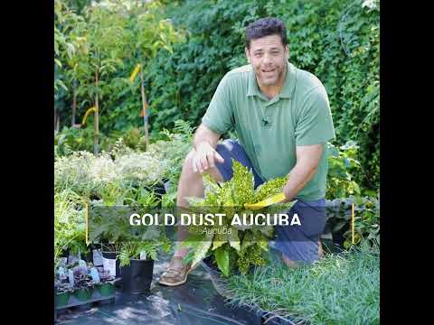 Aucuba japonica 'Variegata' ~ Gold Dust Aucuba, Gold Dust Laurel