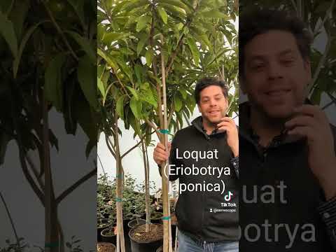 Eriobotrya japonica ~ Loquat