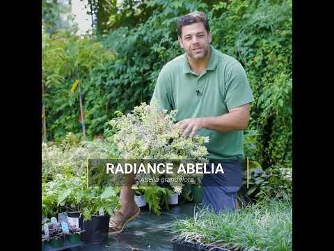 Abelia x grandiflora 'Radiance' ~ Radiance Glossy Abelia
