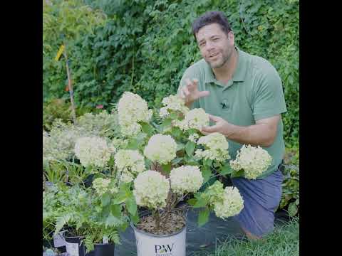 Hydrangea paniculata 'Limelight' ~ Proven Winners® Limelight® Hydrangea