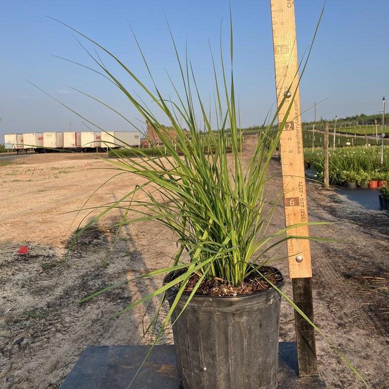 tripsacum dactyloides 'nana' ~ Dwarf Fakahatchee Grass-ServeScape