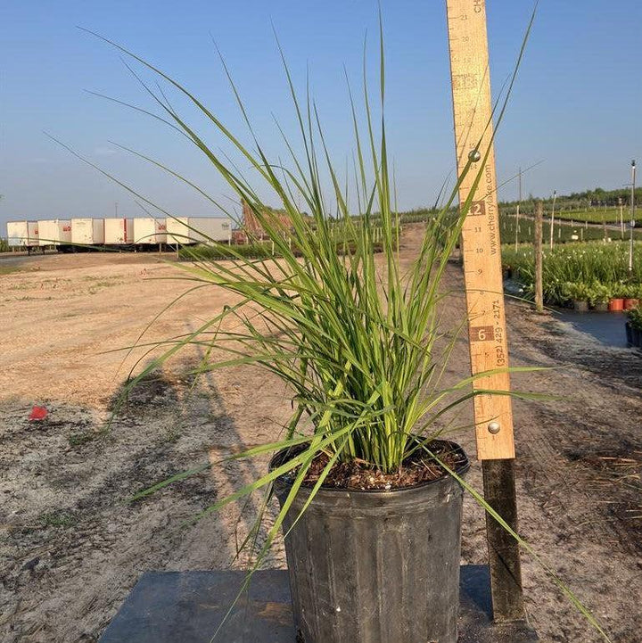 tripsacum dactyloides 'nana' ~ Dwarf Fakahatchee Grass-ServeScape