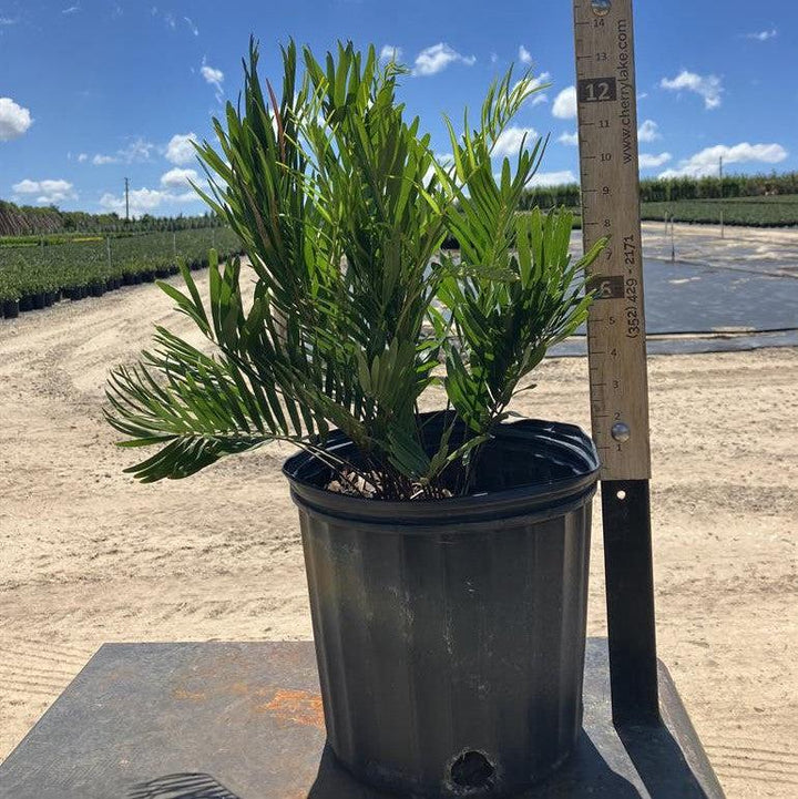Zamia integrifolia ~ Coontie Palm-ServeScape