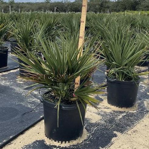 Sabal minor ~ Sabal Palm-ServeScape