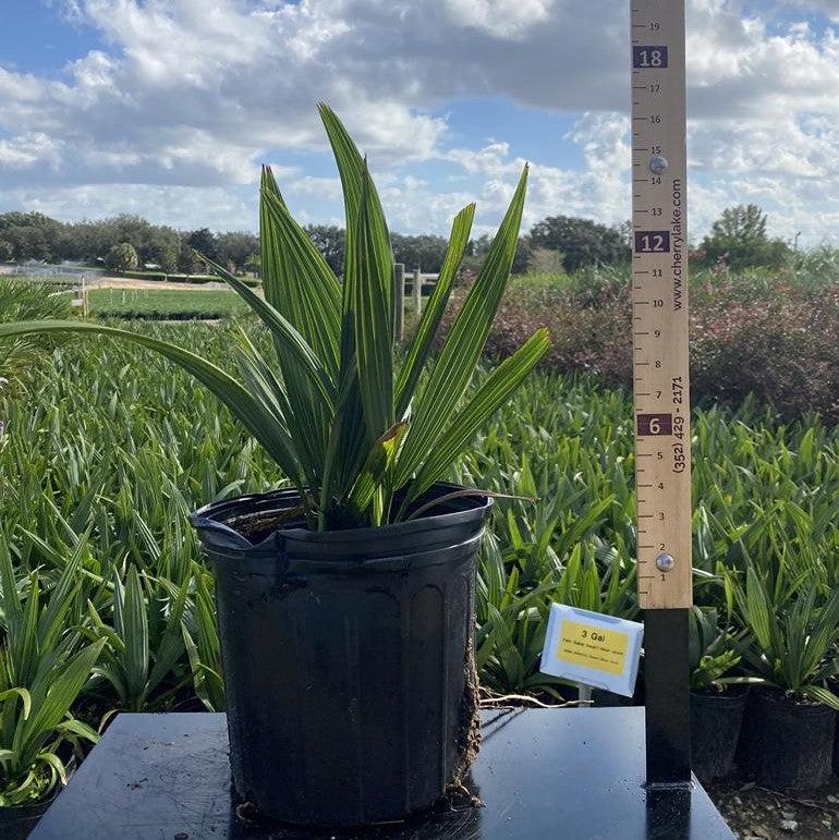 Sabal minor ~ Sabal Palm-ServeScape