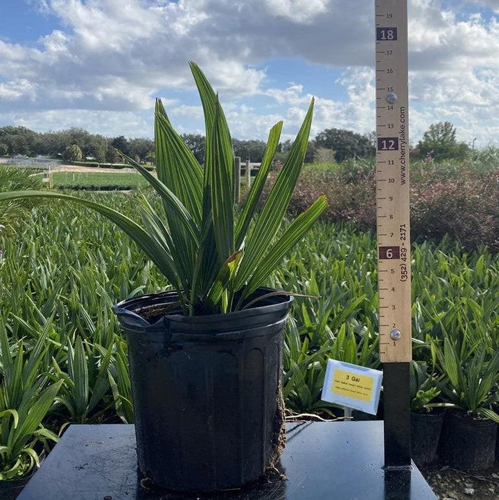 Sabal minor ~ Sabal Palm-ServeScape