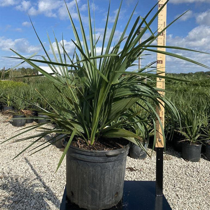 Sabal minor ~ Sabal Palm-ServeScape