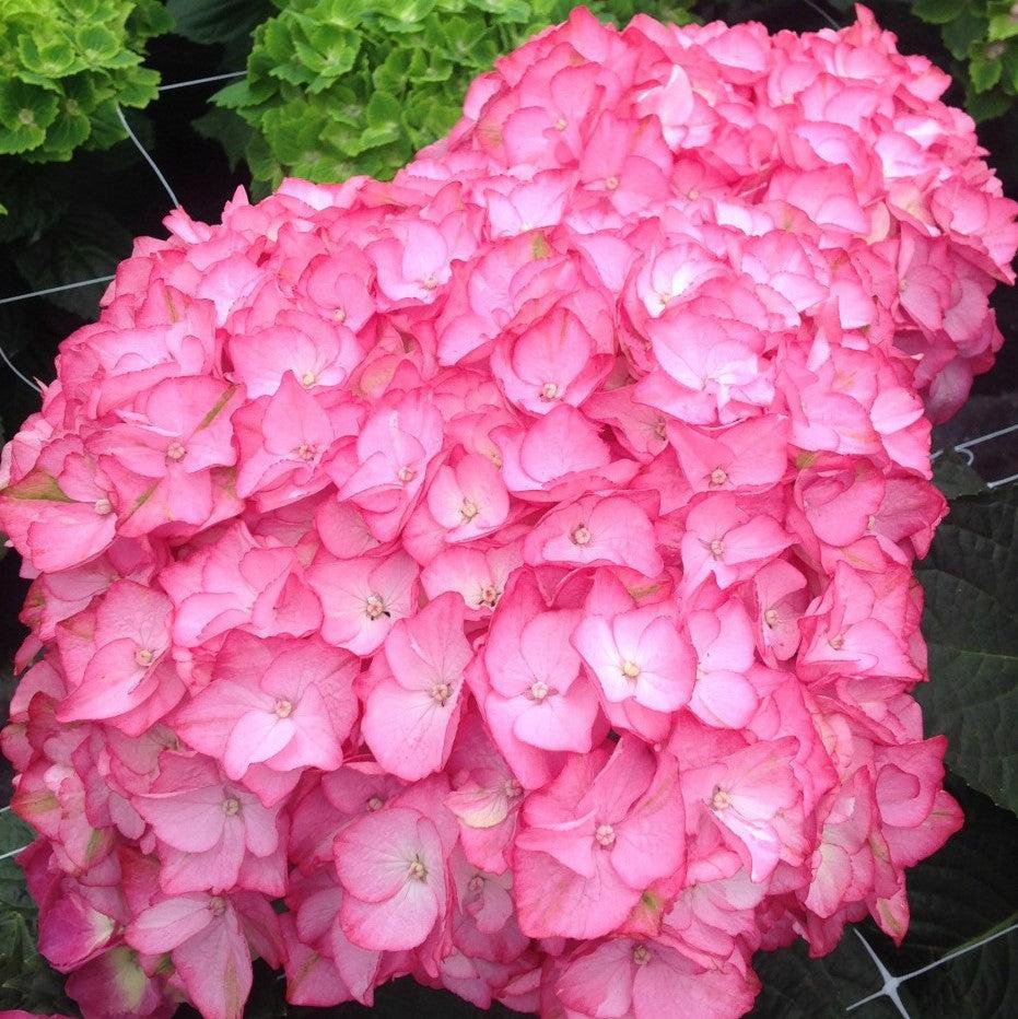 Hydrangea macrophylla 'HORTHAMP' PP #29,005 ~ Seaside Serenade® Hamptons Hydrangea-ServeScape