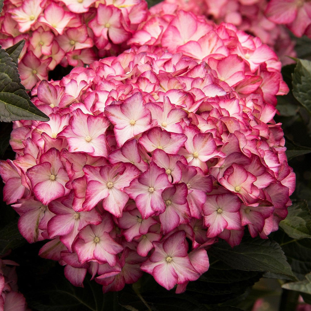 Hydrangea macrophylla 'HORTHAMP' PP #29,005 ~ Seaside Serenade® Hamptons Hydrangea-ServeScape