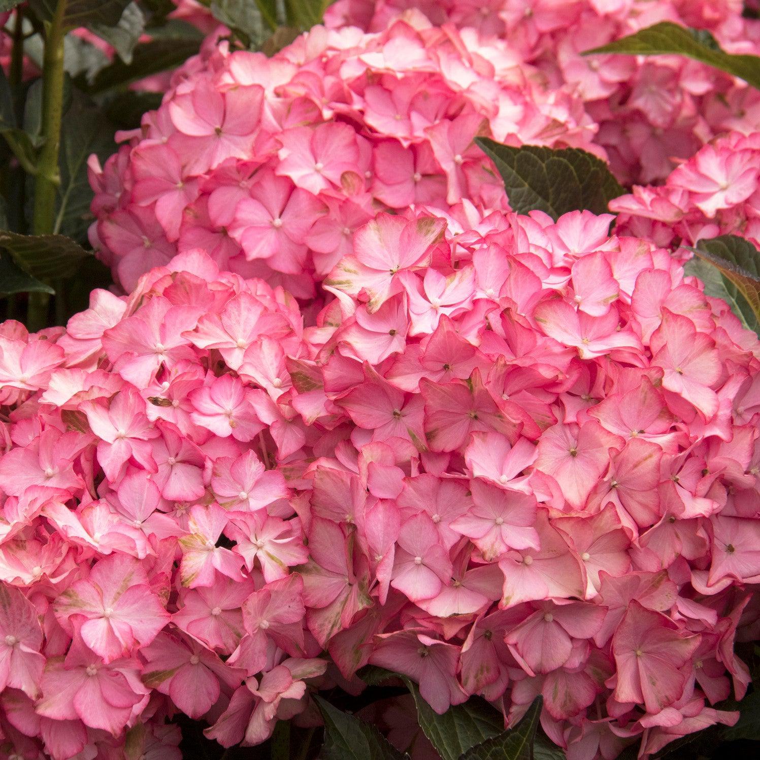 Hydrangea macrophylla 'HORTHAMP' PP #29,005 ~ Seaside Serenade® Hamptons Hydrangea-ServeScape