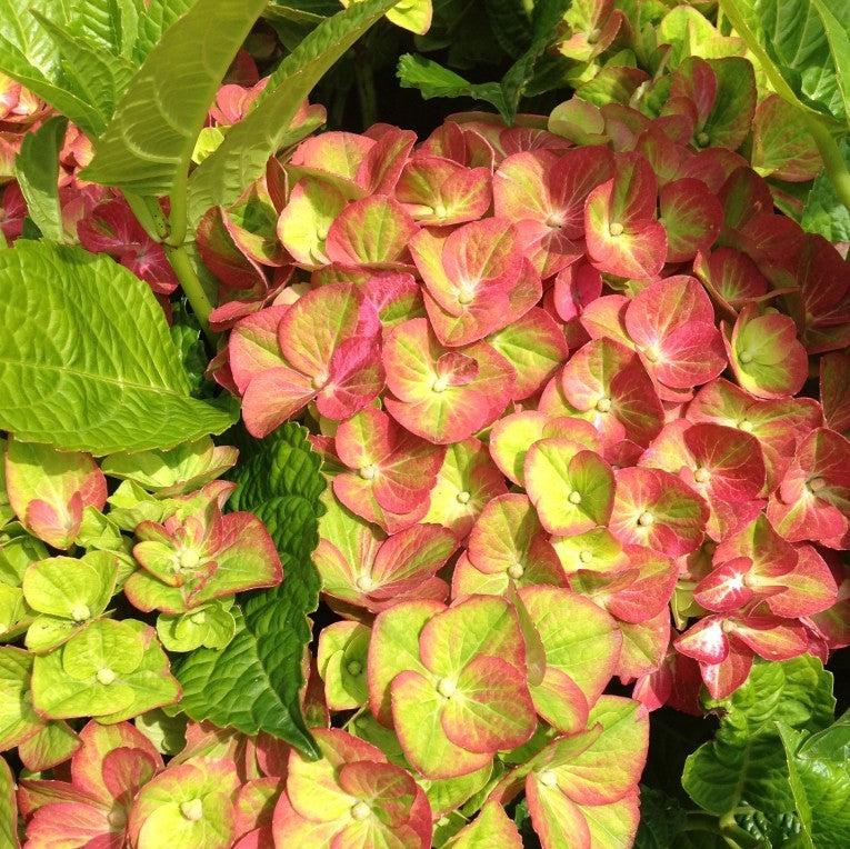 Hydrangea macrophylla 'QUFU' PP26426 ~ Tilt-A-Swirl® Hydrangea-ServeScape