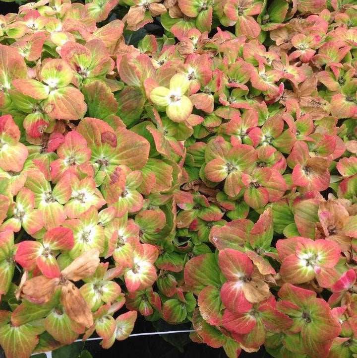 Hydrangea macrophylla 'QUFU' PP26426 ~ Tilt-A-Swirl® Hydrangea-ServeScape