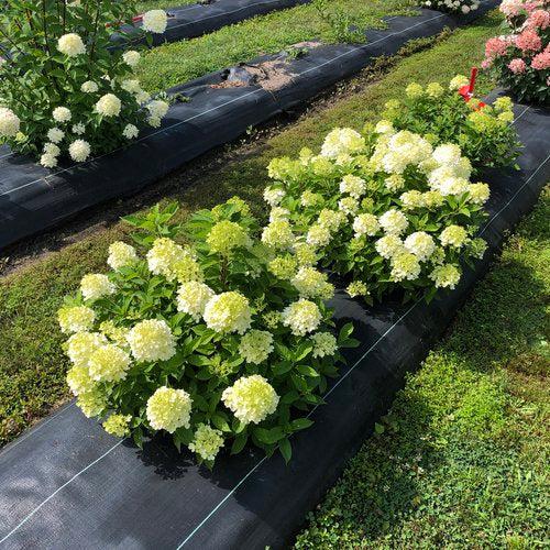 Hydrangea paniculata 'SMNHPK' ~ Proven Winners® Fire Light Tidbit® Hydrangea-ServeScape