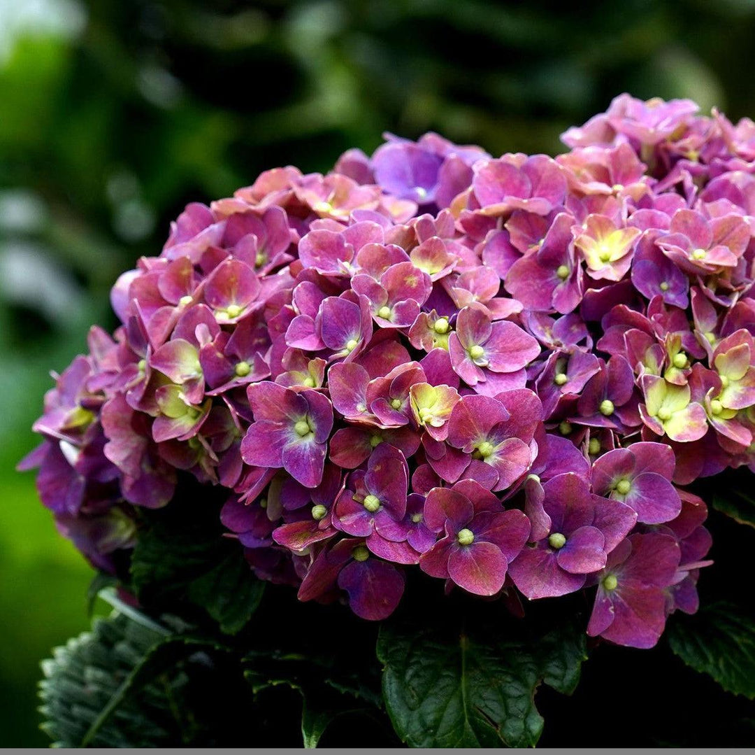 Hydrangea macrophylla 'Deep Purple' ~ Deep Purple Hydrangea-ServeScape
