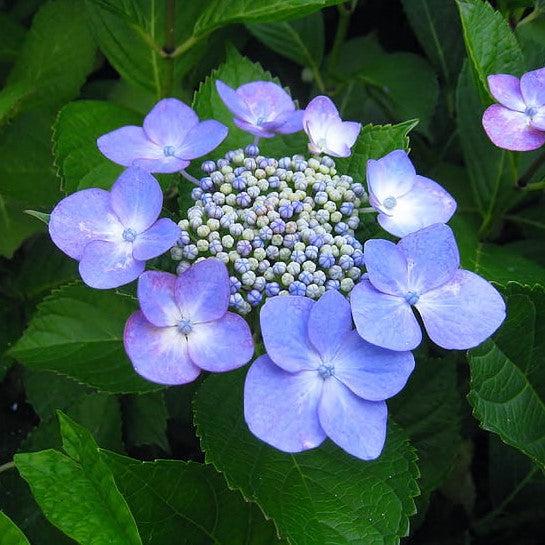 Hydrangea macrophylla 'Bailmacsix' ~ Endless Summer® Pop Star® Hydrangea-ServeScape