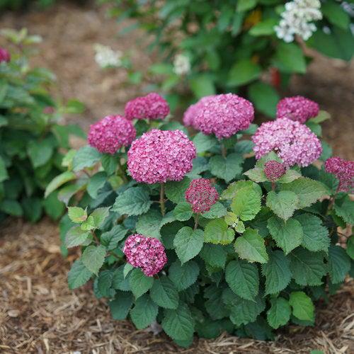 Hydrangea arborescens 'NCHA7' PP 30,358 ~ Invincibelle Mini Mauvette® Smooth Hydrangea-ServeScape