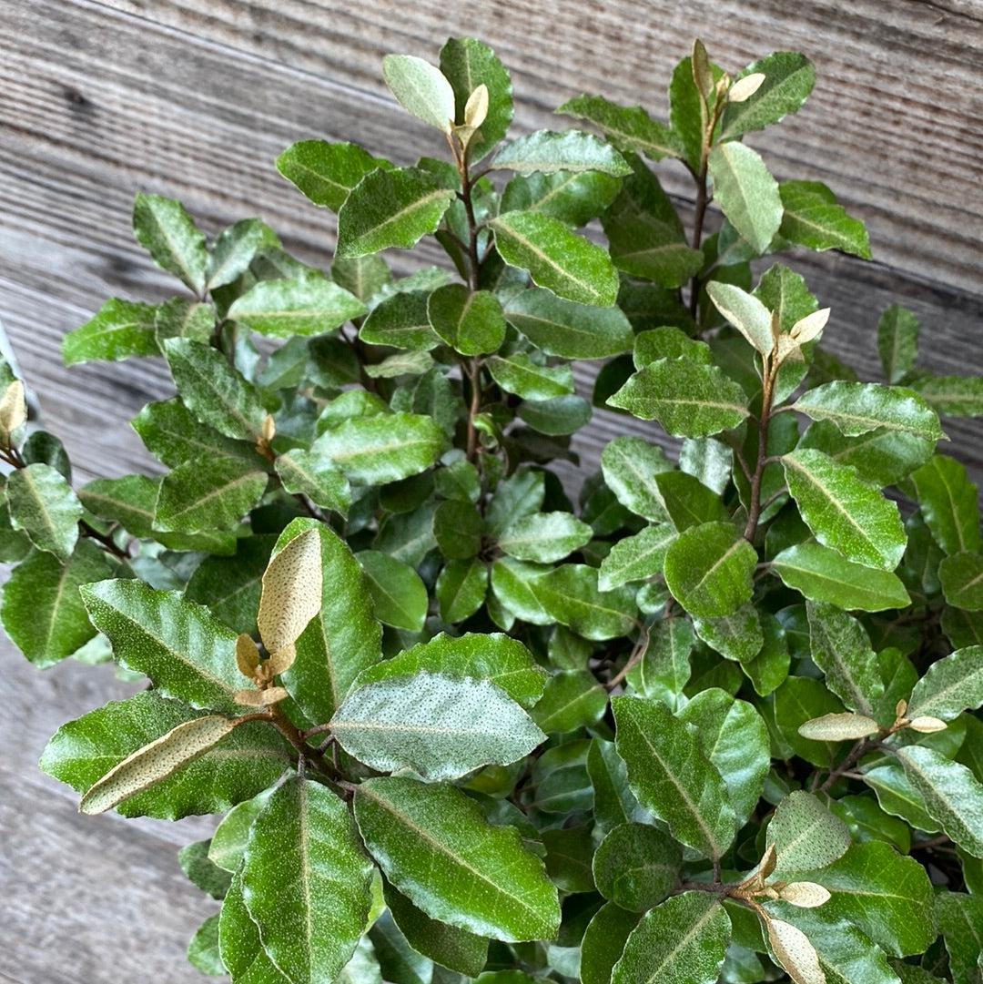 Elaeagnus x ebbingei ~ Ebbinge's Silverberry, Oleaster-ServeScape