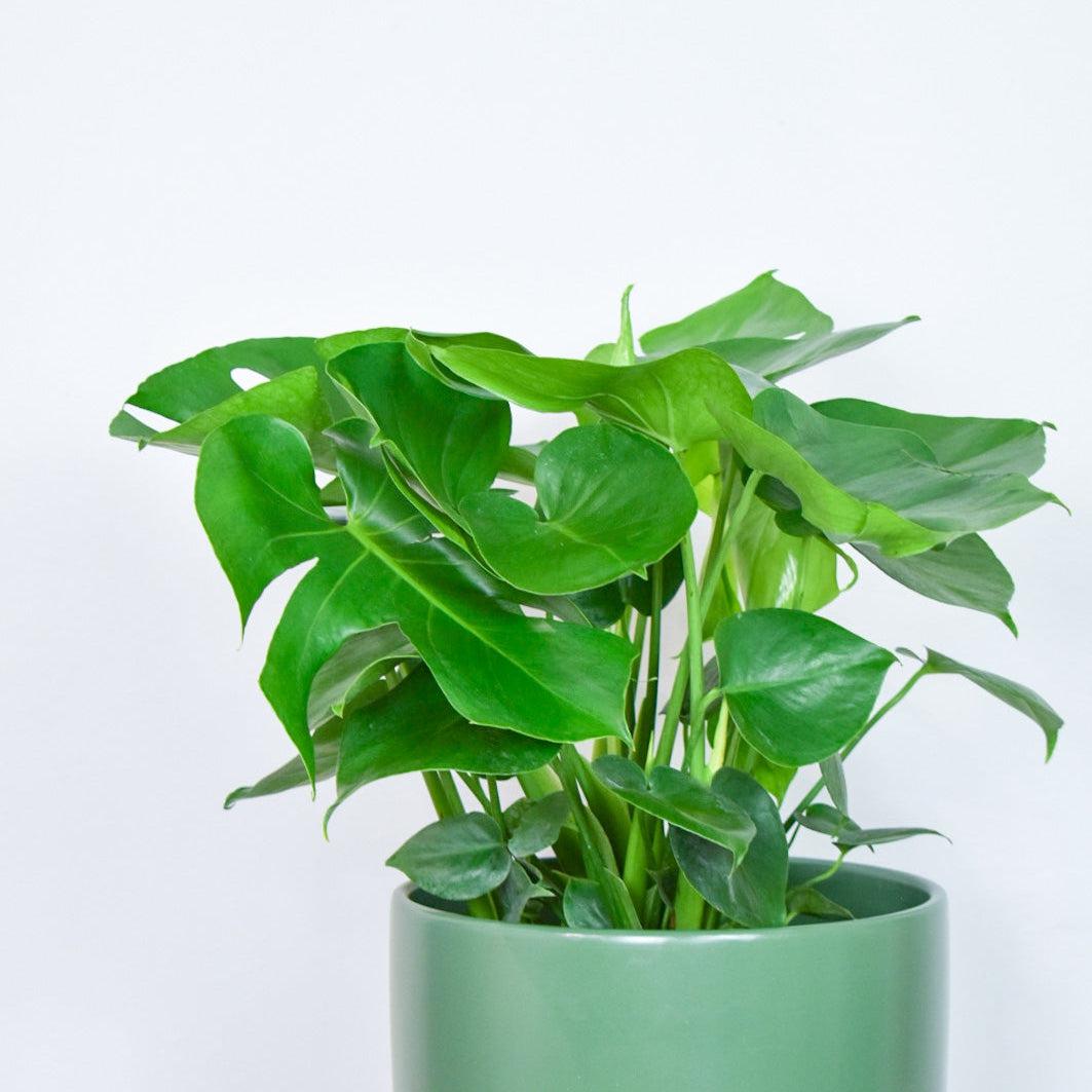 Indoor ~ Green Bell Ceramic Pot-ServeScape