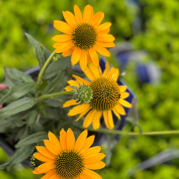 Echinacea 'TNECHKY' PP29922 ~ Kismet® Yellow Coneflower-ServeScape
