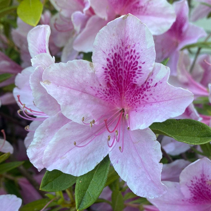 Rhododendron 'George L. Taber' ~ George Taber Azalea-ServeScape