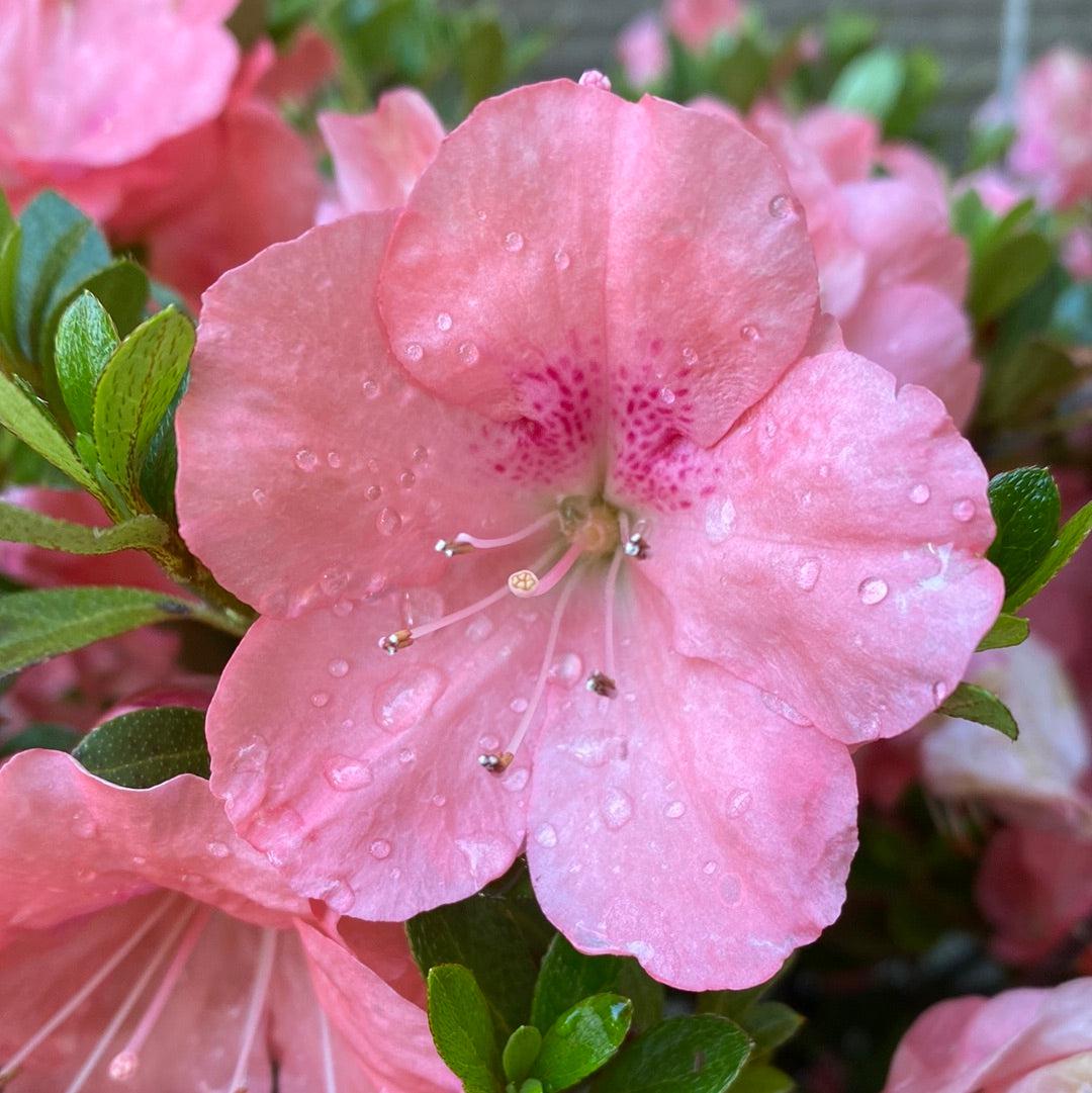 Rhododendron 'Wakaebisu' ~ 'Wakaebisu' Azalea-ServeScape