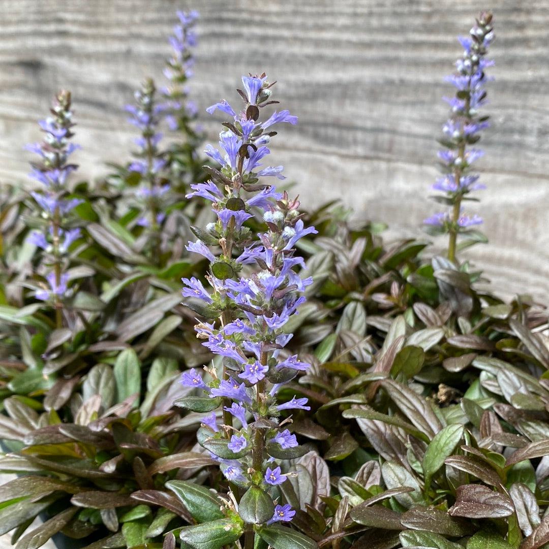Bugleweed Types Chocolate Chip Bugleweed - Ajuga reptans 'Valfredda' – ServeScape