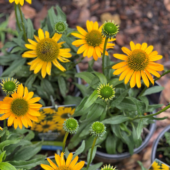 Echinacea 'TNECHKY' PP29922 ~ Kismet® Yellow Coneflower-ServeScape
