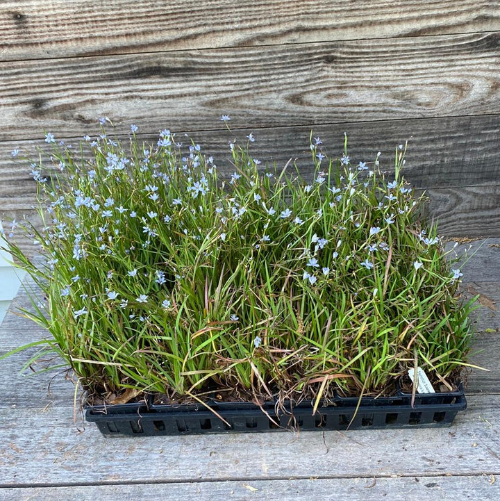 Sisyrinchium angustifolium 'Suwannee' ~ Suwannee Blue-Eyed Grass-ServeScape