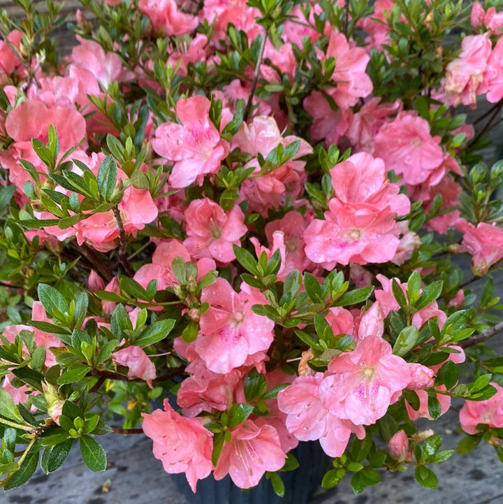Rhododendron 'Wakaebisu' ~ 'Wakaebisu' Azalea-ServeScape