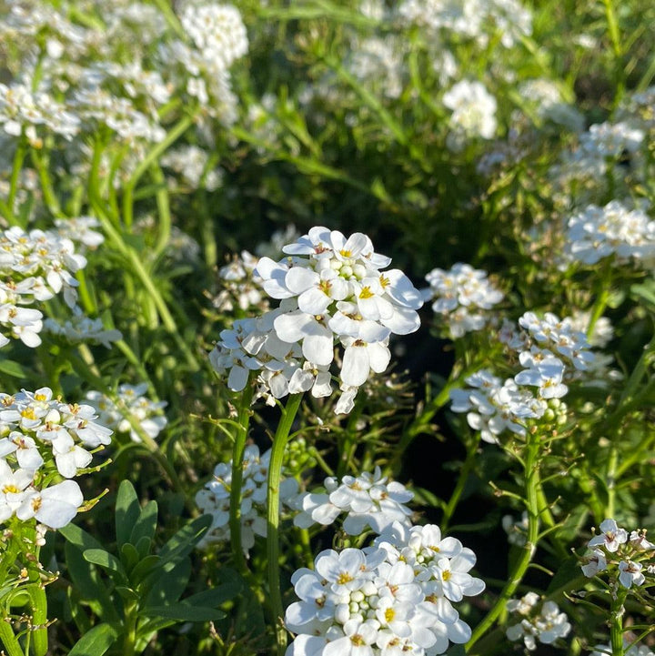 Iberis sempervirens 'Alexander's White' ~ Alexander's White Candytuft-ServeScape