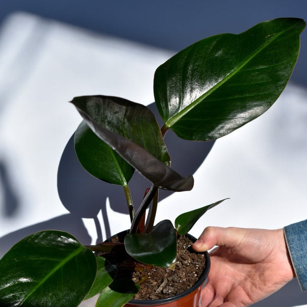 philodendron tatei Congo Rojo Philodendron