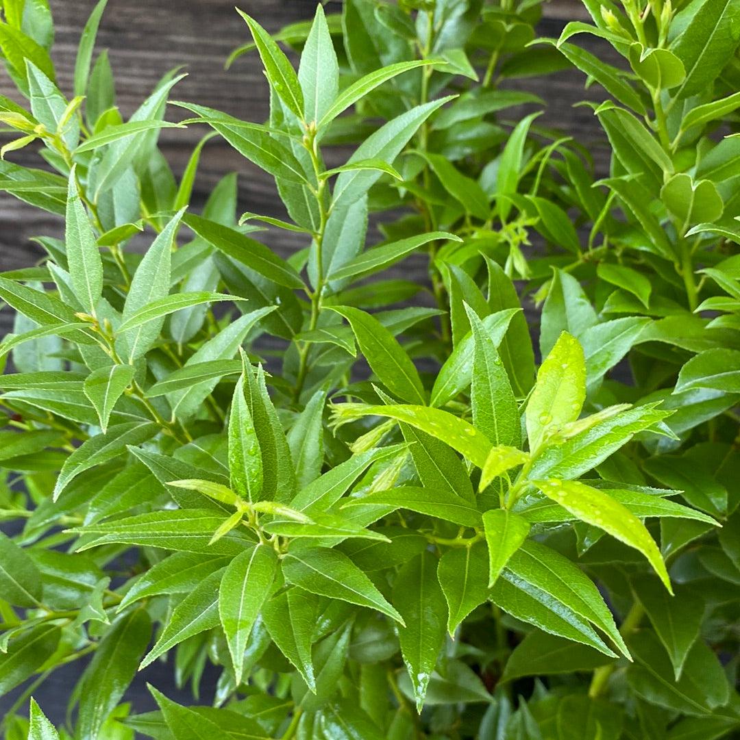 Agarista populifolia ~ Florida Leucothoe-ServeScape