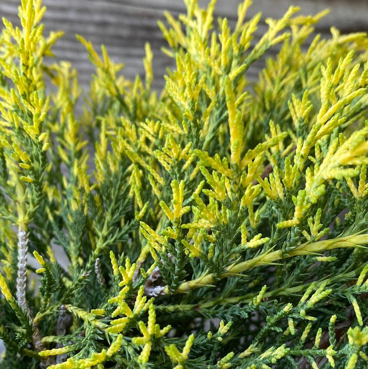 Juniperus chinensis 'Gold Lace' ~ Gold Lace Juniper-ServeScape