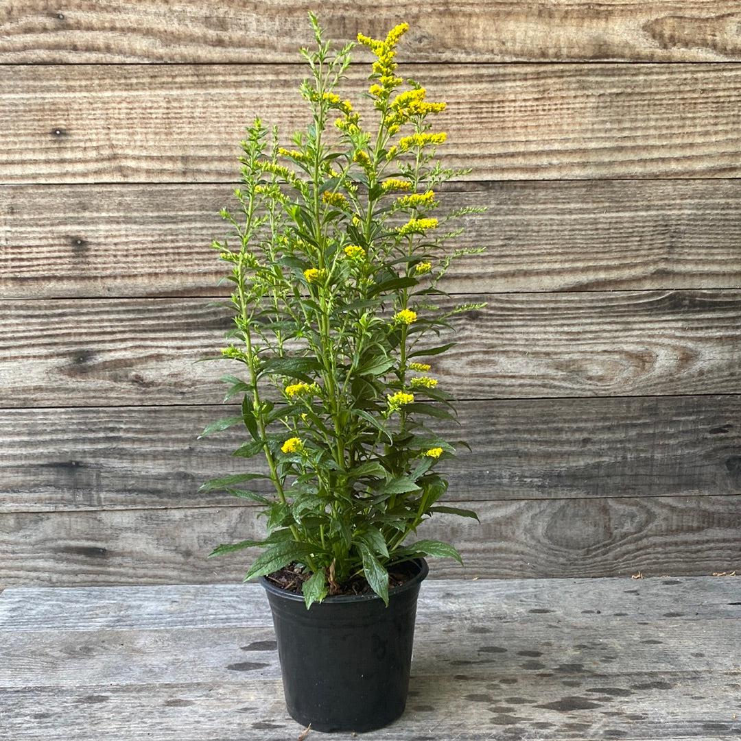 Solidago rugosa 'Fireworks' ~ Fireworks Goldenrod-ServeScape