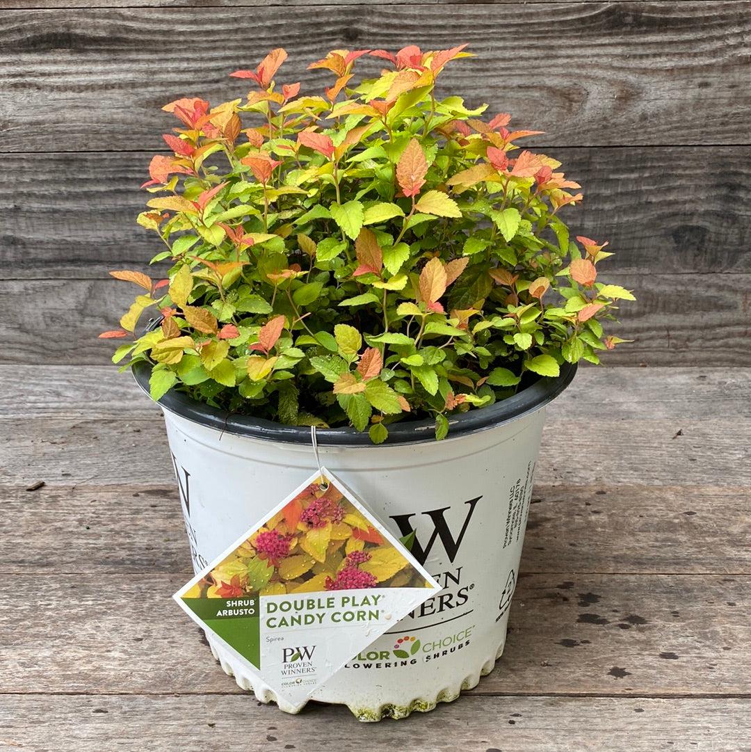 Spiraea japonica 'NCSX1' ~ Double Play® Candy Corn® Spirea-ServeScape