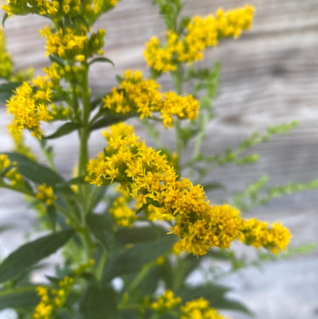 Solidago rugosa 'Fireworks' ~ Fireworks Goldenrod-ServeScape