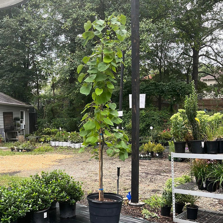 Cercis canadensis 'Golden Falls' ~ Golden Falls Weeping Redbud-ServeScape