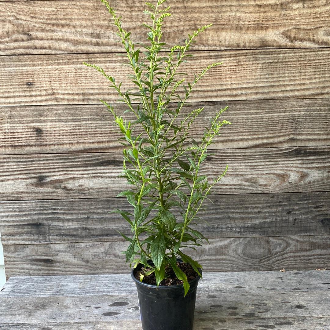 Solidago rugosa 'Fireworks' ~ Fireworks Goldenrod-ServeScape