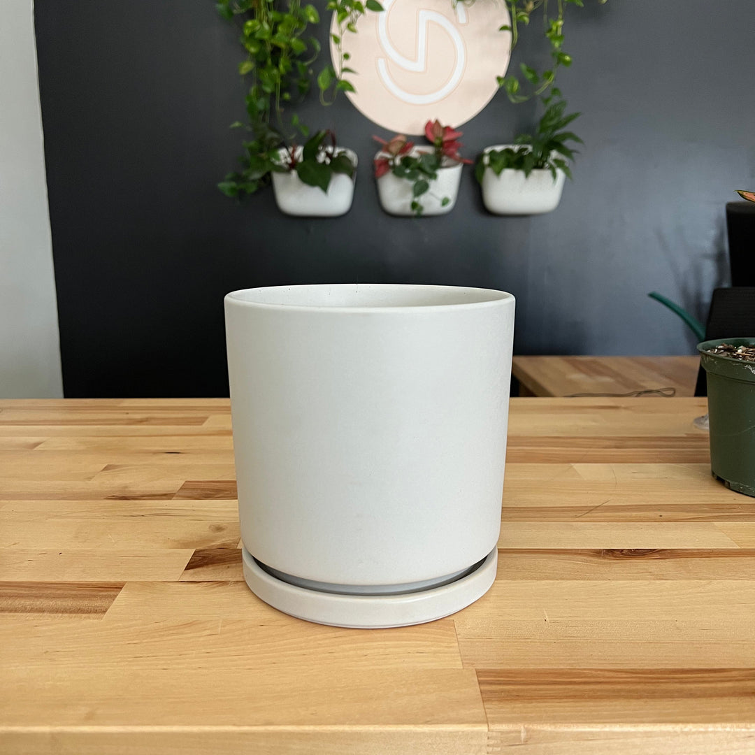 Indoor ~ Light Gray Ceramic Pot with Saucer-ServeScape