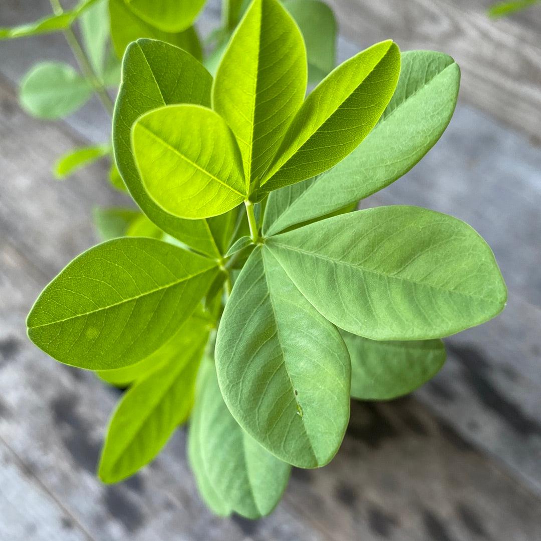 Baptisia australis ~ Blue False Indigo-ServeScape