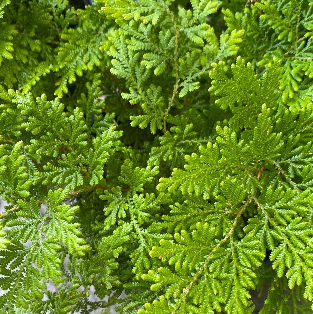 Selaginella braunii ~ Arborvitae Fern-ServeScape